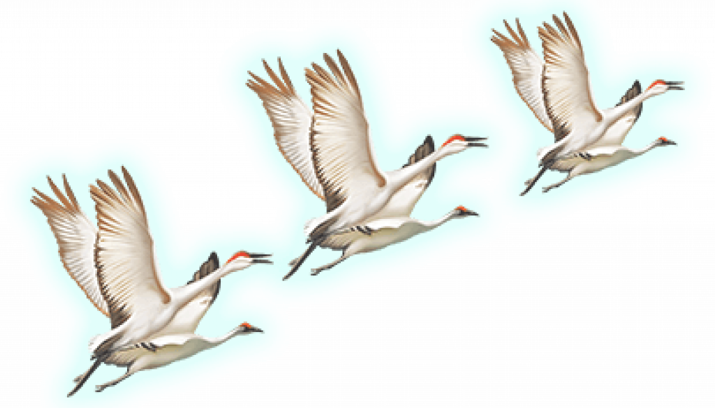 bird